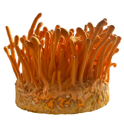 Cordyceps militaris mushroom